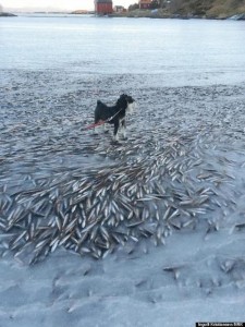 ノルウェーで魚が群れごと瞬間凍結